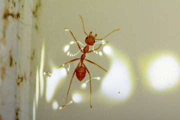 Single red ant alone in the water.