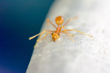 Single red ant alone on the floor.
