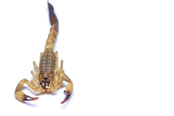 The scorpion corpse on a white background.