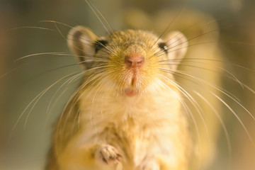 A gerbil or called desert rats is a small mammal. - obrazy, fototapety, plakaty