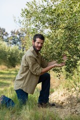 Farmer checking a tree of olive in farm