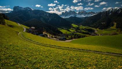 Fototapeta na wymiar Fields with yellow flowers at the Dolomites, Italy