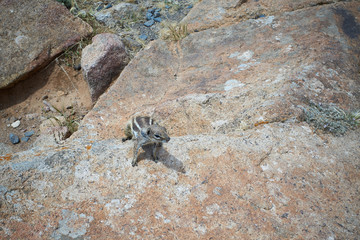 Chipmunk on Canary Island