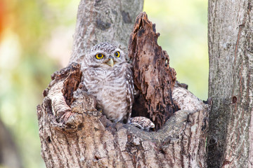 Close up of spotted owlet or athene brama bird.