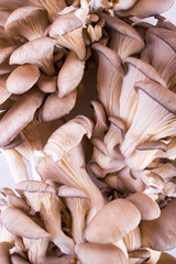 Oyster mushrooms