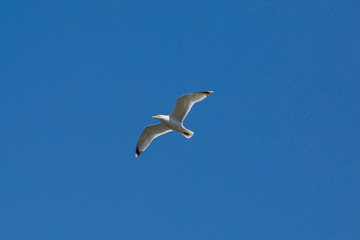 Flying Seagull in blue sky. Free wild bird high in the atmosphere.