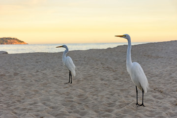 White heron perches on the sand of Ipanema beach at sunset