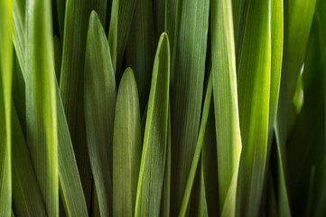 Grass texture