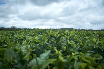 Tea leaves on Tea Plantation Mauritius