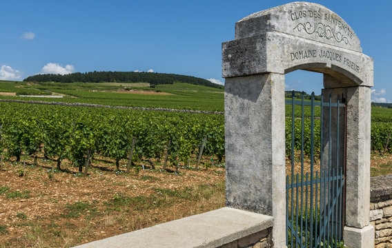 Vineyard in Beaune Jaques Prieur