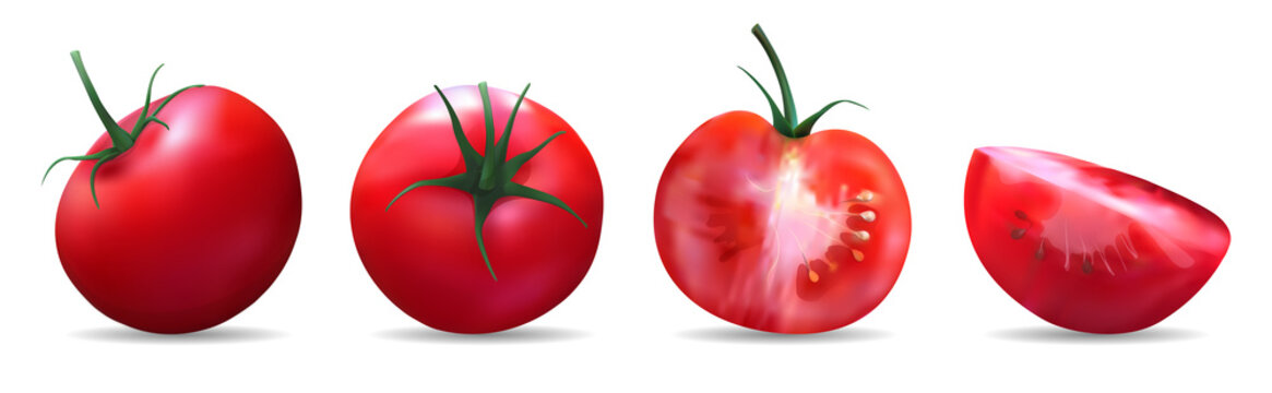 Tomatoes.Realistic vector illustration 