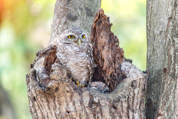 Close up of spotted owlet or athene brama bird.