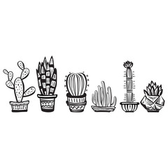 Cactuses
