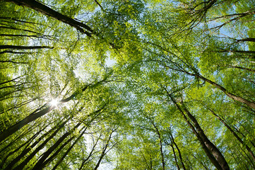 Shining sun through the crown of trees