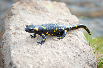 Salamandra