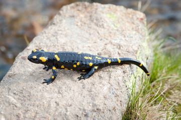 Salamandra