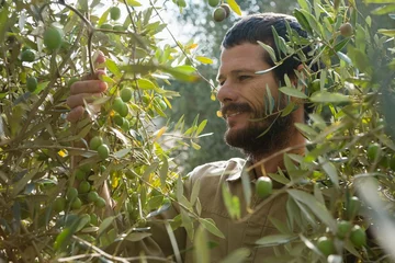 Acrylic prints Farmer checking a tree of olive