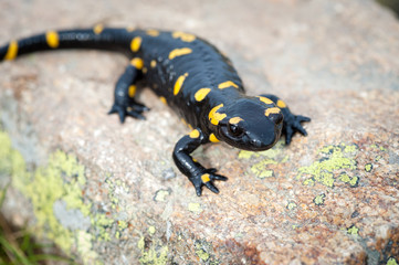 Salamandra