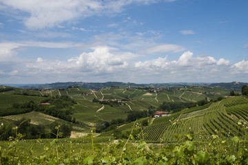 Fototapeta na wymiar Vineyards of Barbaresco Piedmont