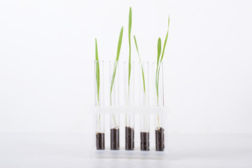 sprout in a test tube