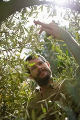 Papier Peint photo autocollant Olivier Fermier vérifiant un olivier