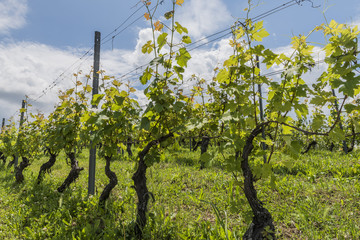 Vineyards of Garbelletto Piedmont, Italy