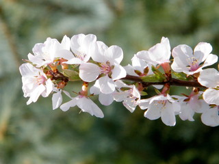 Thornhill branch of Cherry Blossoms 2010