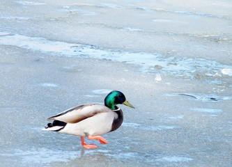 Thornhill Duck Walking on Ice 2010