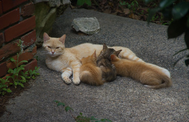 Nursing Kittens