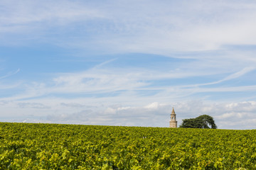 Vinyard with Tower  Roque