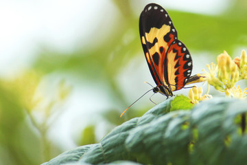 Borboleta laranja