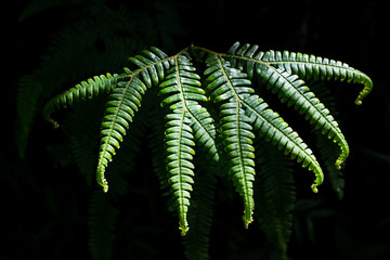Fern in the dark
