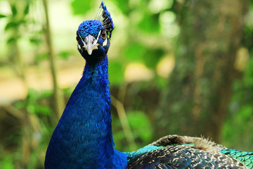 Lindo Pavão