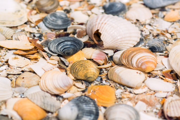 Shells under the sea by the sea