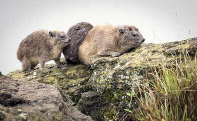 Damani on a rock at Lake Nakuru