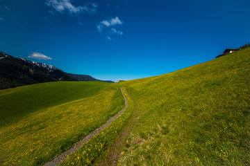 Fields with yellow flowers at the Dolomites, Italy