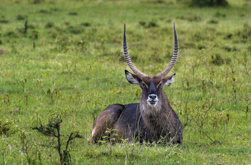 Antelope lying in grass at Lake Nakuru