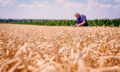 Farmer on his field during the wheat harvest