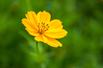 orange flower