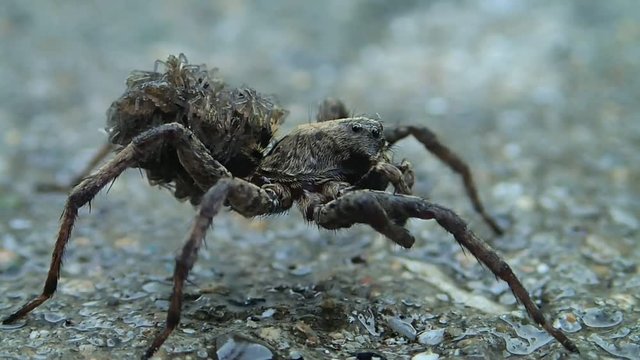 Wolf spider morher with babies on it cleaning one of its legs