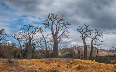 Fototapeta na wymiar Group of young baobabs in a cloudy day