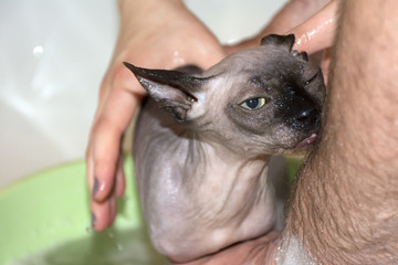 wet bald cat, kitten, Sphynx while swimming