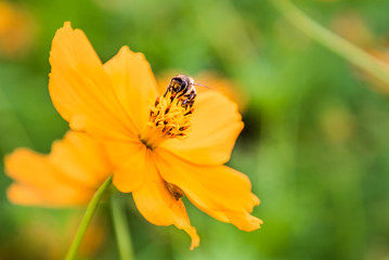Bee in the orange flower