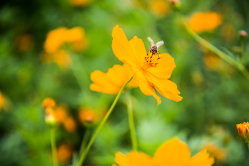 Bee in the orange flower