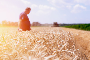 Farmer on his field during the wheat harvest