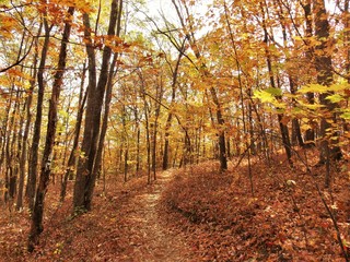 Autumn Trail