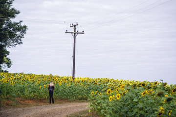 Sunflower field