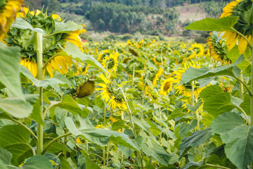 sunflower field