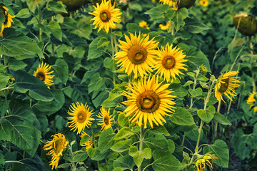 Sunflower field