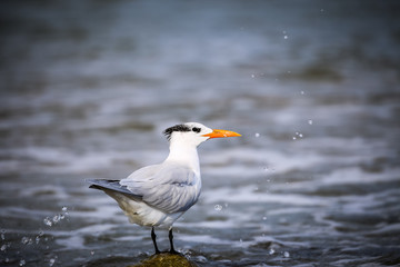 Sea Bird 